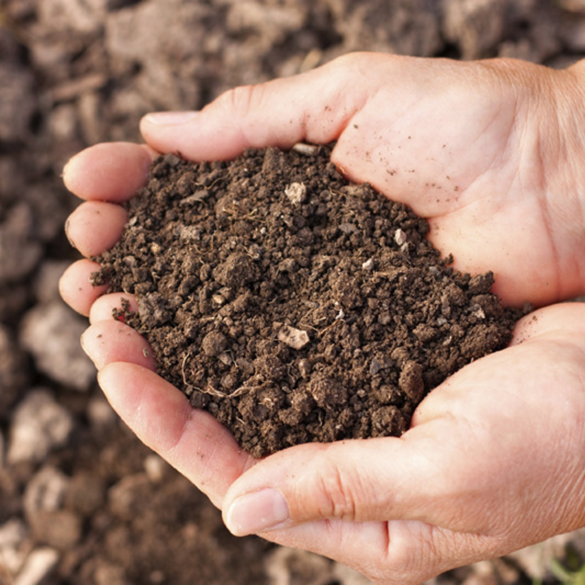 Best Soil-Based Organism (SBO) Probiotics