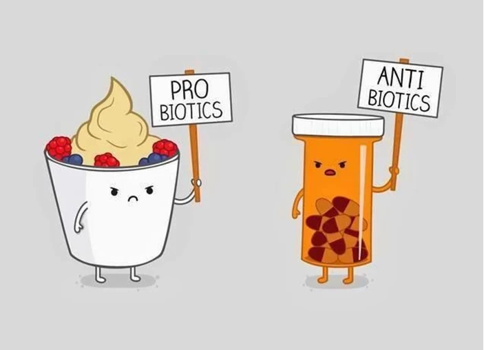 만화 이미지 프로바이오틱과 항생제