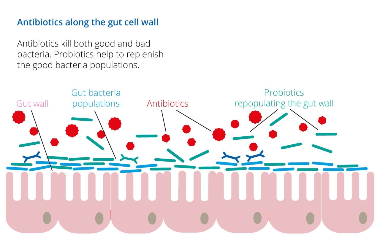 probióticos com antibióticos infográfico