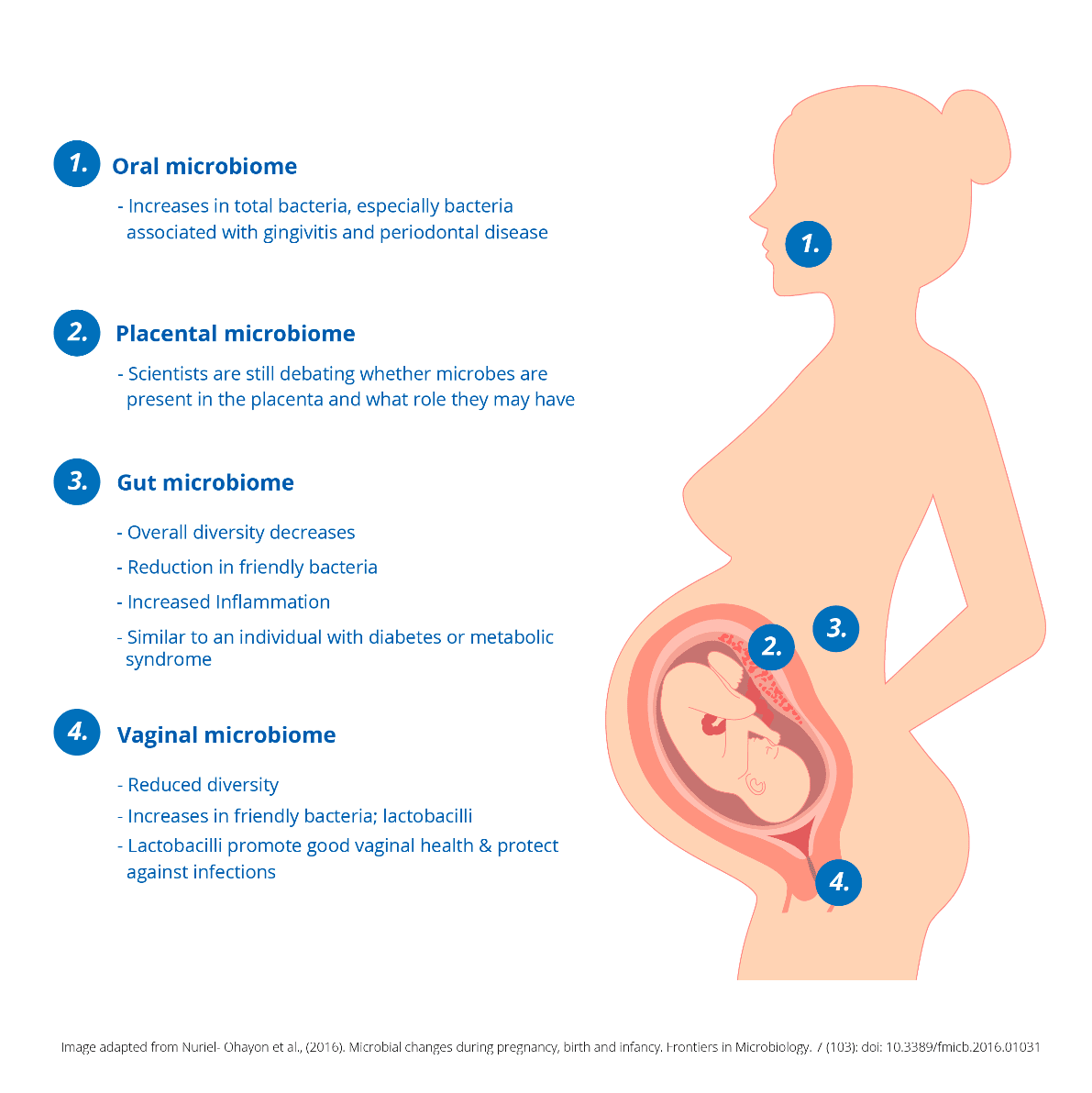 Probiotics For Pregnancy