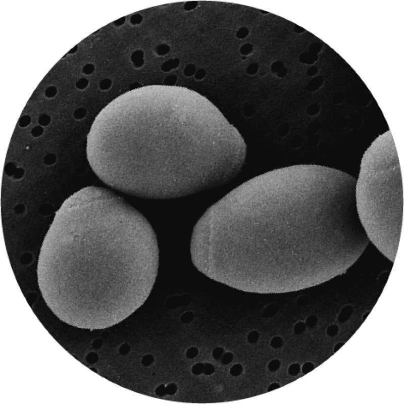 Saccharomyces Cerevisiae Boulardii Database