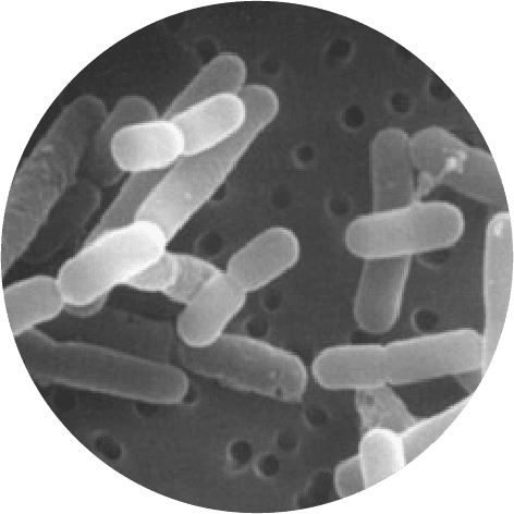 lactobacillus reuteri colic